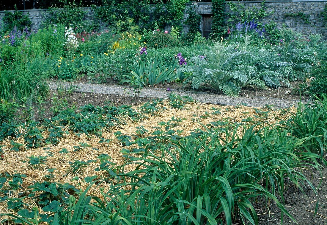 Farm garden: strawberries (Fragaria) mulched with straw, budding Hemerocallis (daylilies), irises (irises) in the back and artichokes (Cynara scolymus)