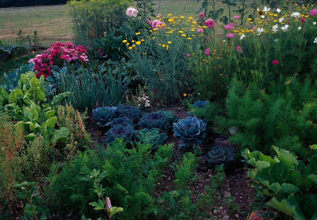 Bauerngarten - Zierkohl (Brassica), Möhren, Karotten (Daucus carota), Fenchel (Foeniculum), Mangold (Beta vulgaris), Zwiebeln (Allium cepa) und Blumen