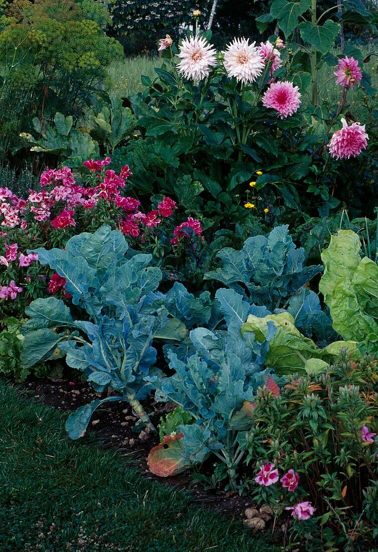 Farm garden: Broccoli (Brassica), Godetia (Atlas flowers, summer azaleas), Dahlia (dahlias)