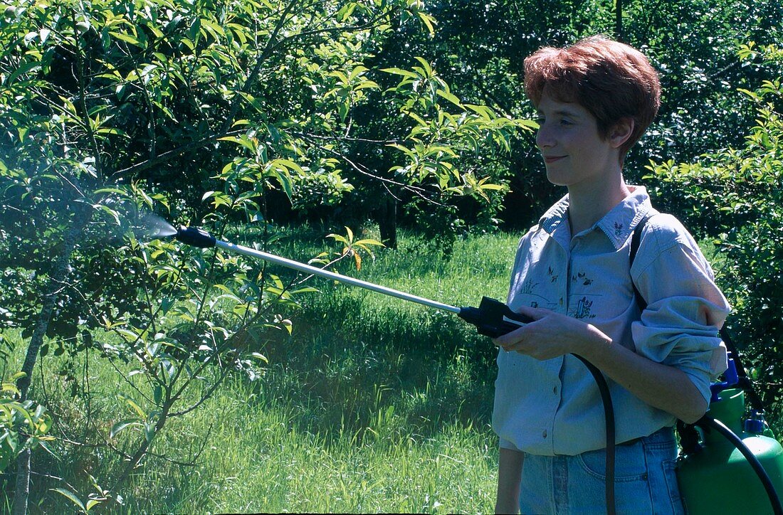 Woman spraying against pests on peach tree