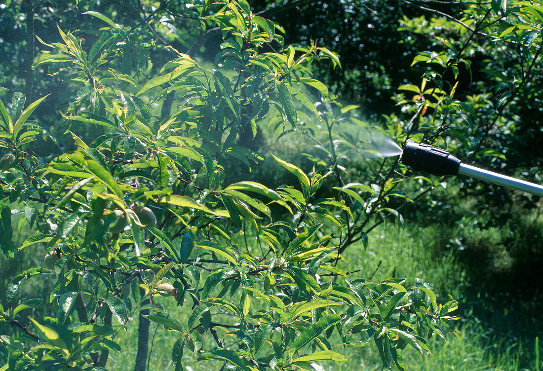 Spay Prunus dulcis against diseases and pests