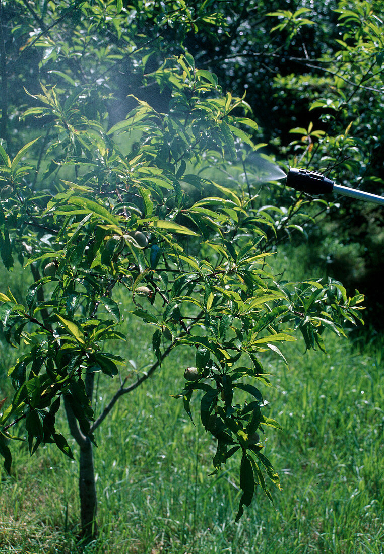 Pfirsichbaum (Prunus persica) gegen Schädlinge spritzen