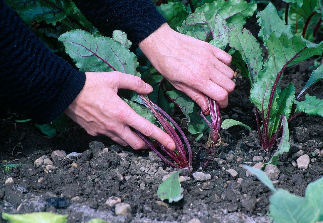 Frau beim ausdünnen von rote Bete (Beta vulgaris), zarte Stiele und Blätter können gut in Salaten und Smoothies verwendet werden