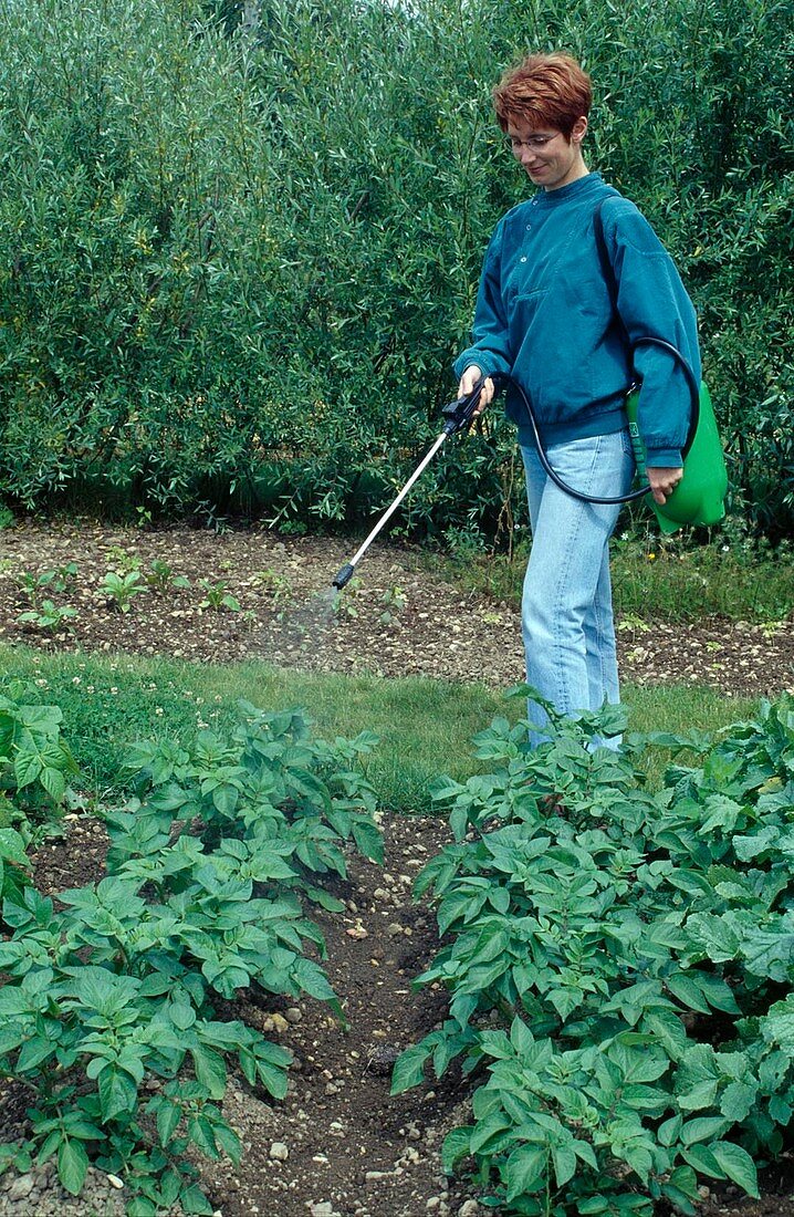 Frau spritzt Kartoffeln (Solanum tuberosum) gegen Krankheiten und Schädlinge