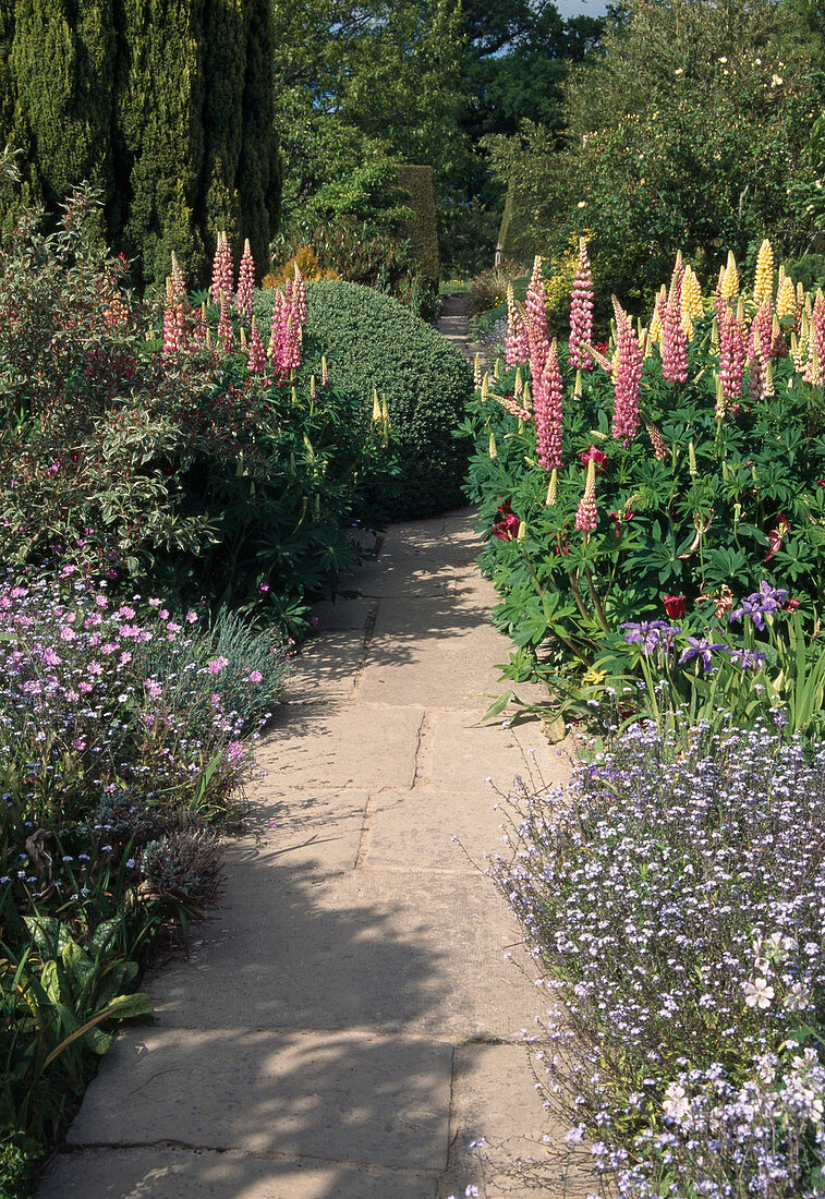 gepflasterter Weg, Lupinus, Myosotis