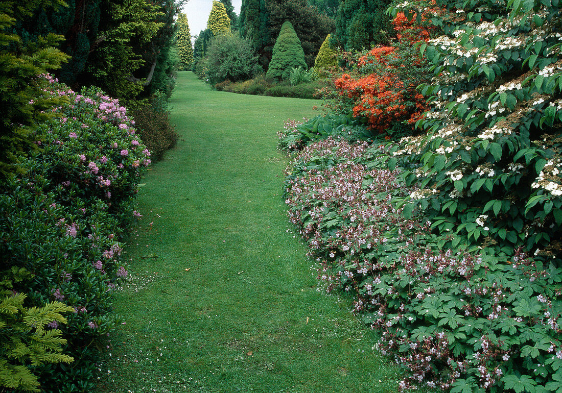 Rasenweg zwischen Beeten mit Rhododendron (Gartenazalee, Alpenrose), Geranium (Storchschnabel) und Viburnum (Etagen-Schneeball)