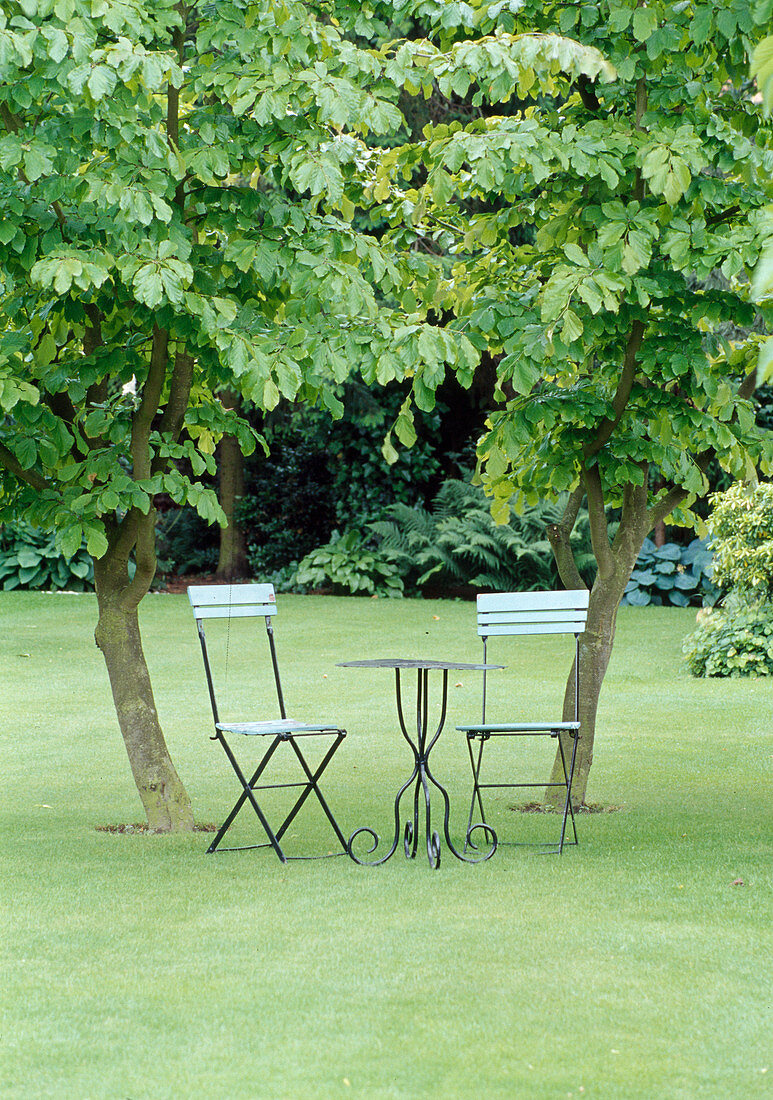 Kleiner Sitzplatz auf dem Rasen zwischen zwei Stämmen von Parrotia persica (Eisenholzbaum, Eisenbaum)