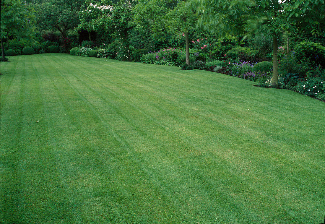Lawn mown in strips between trees and perennial beds