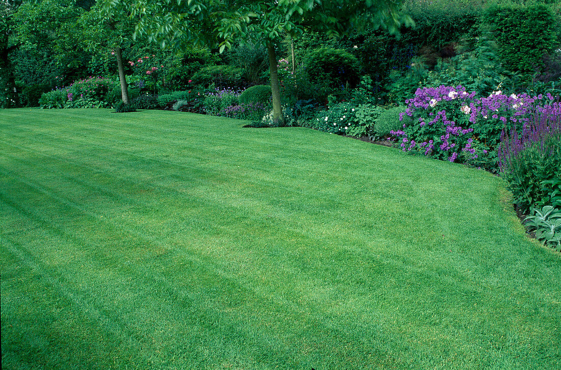 Grass mown in strips between trees and perennial beds