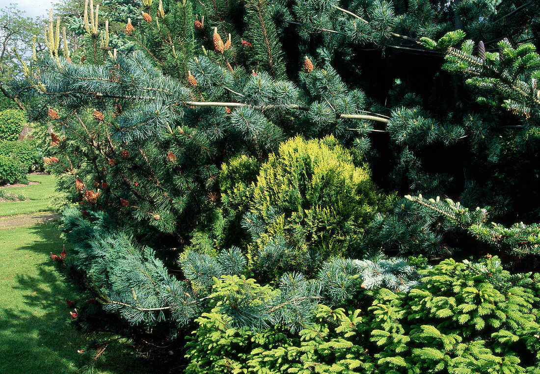 Conifer garden