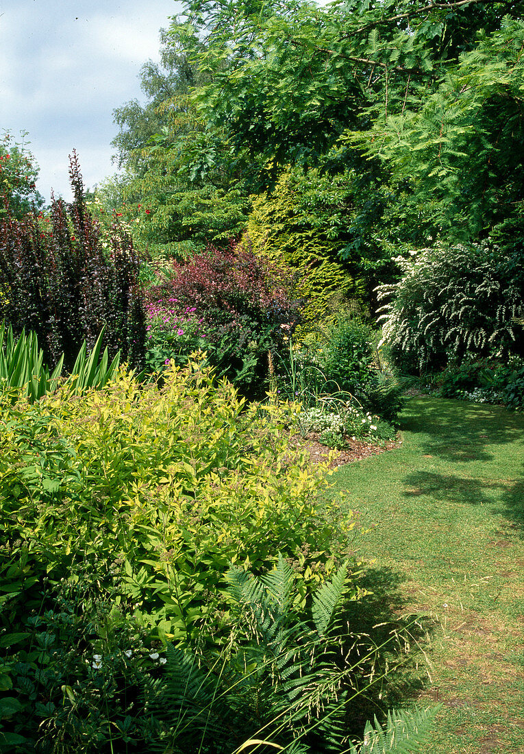 Lawn path between shrubs