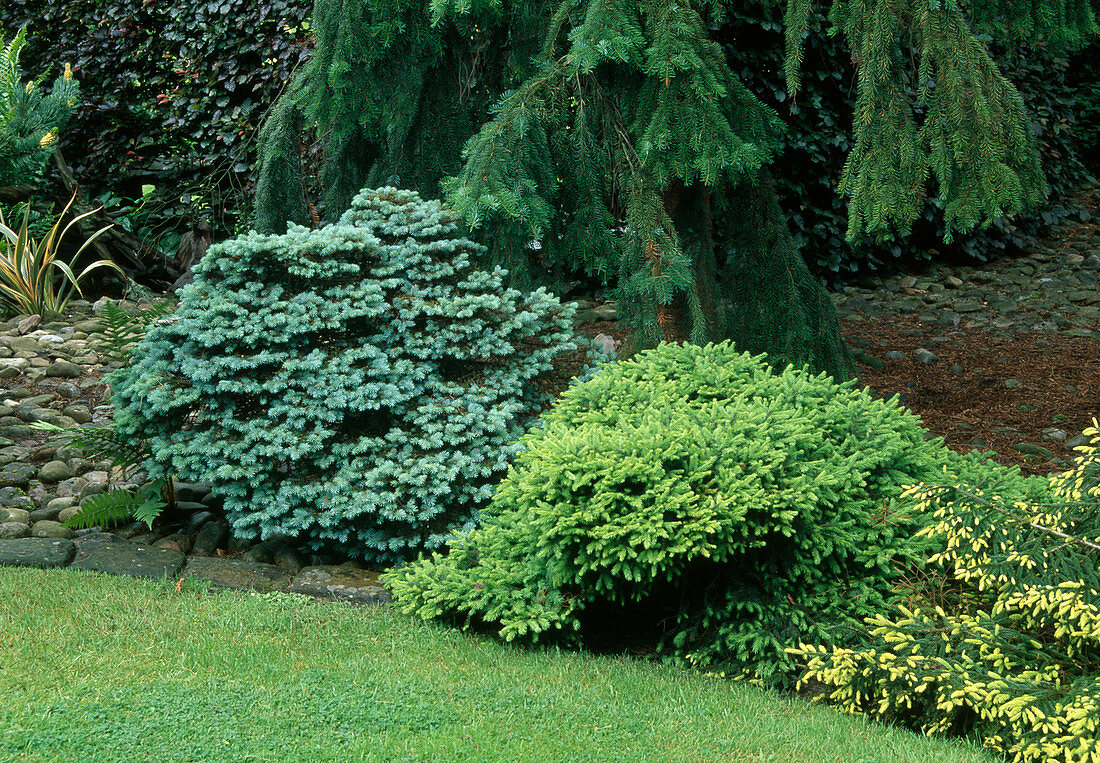 Conifer garden