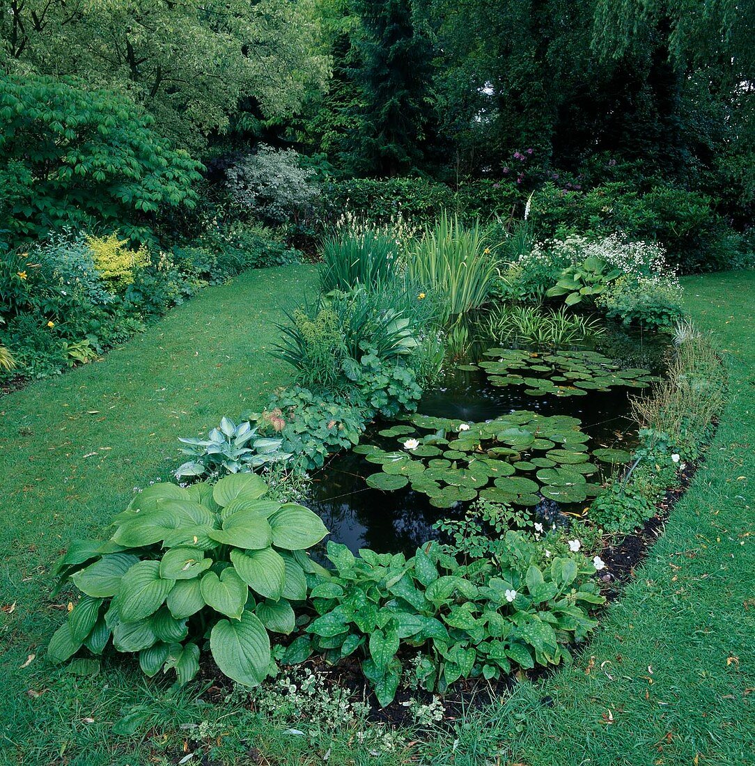 Small pond with Nymphaea (water lilies), Stratiotes aloides (crayfish claw, water aloe), Iris pseudacorus (marsh irises), on the bank Pulmonaria (lungwort), Hosta (hostas)