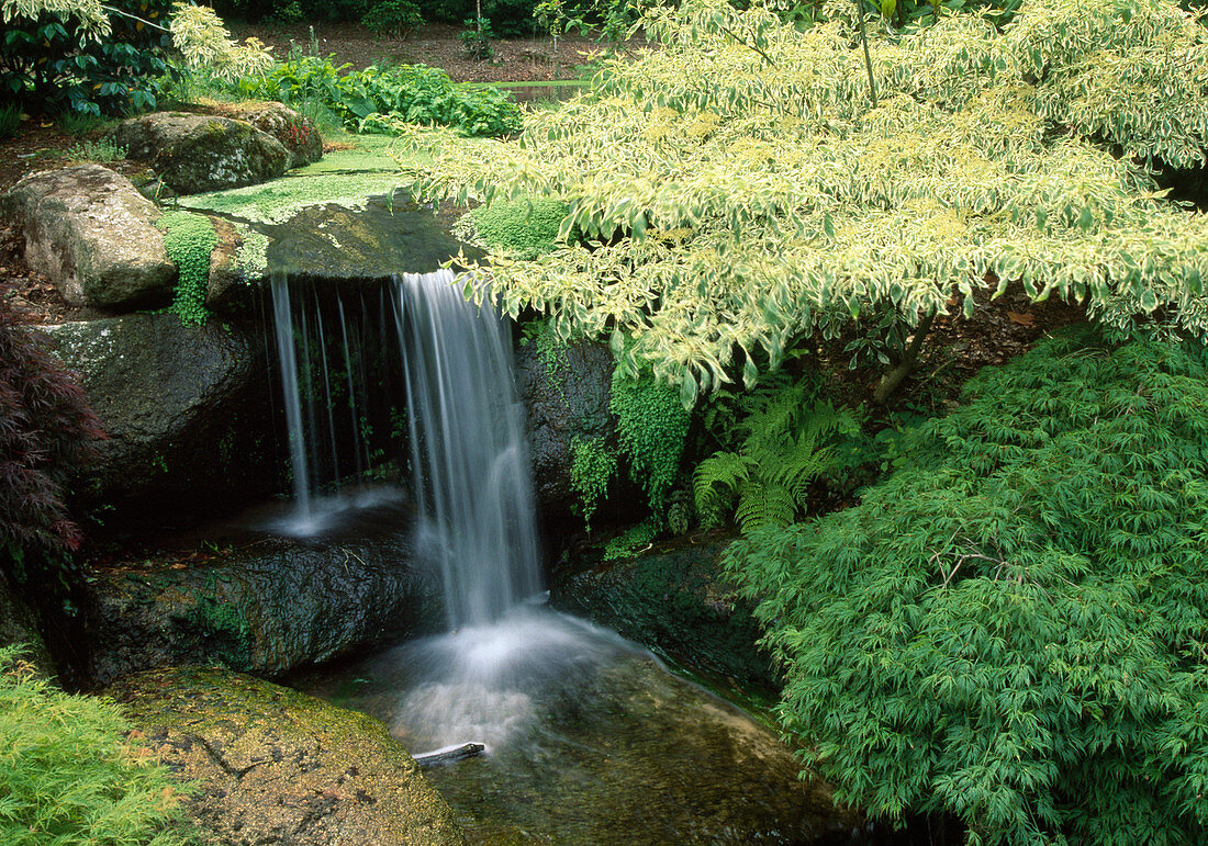 Small waterfall next to Cornus controversa 'Variegata' (pagoda dogwood) and Acer palmatum 'Dissectum' (slash maple)