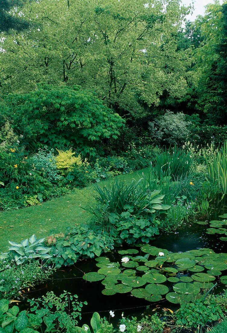 Nymphaea (water lilies), Hosta (funcias), Epimedium (ivy flowers) and Iris (meadow iris) as bank planting, lawn path separates pond and bed with perennials and shrubs