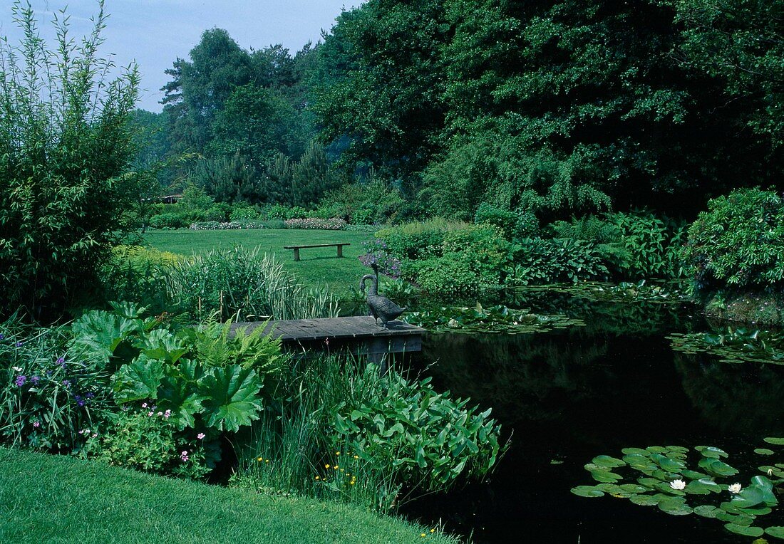 Peltiphyllum peltatum syn Darmera peltata (Schildblatt) als Uferbepflanzung, Teich mit Holzsteg, Metall-Gänse als Deko, Nymphaea (Seerosen), Holzbank auf Rasenfläche