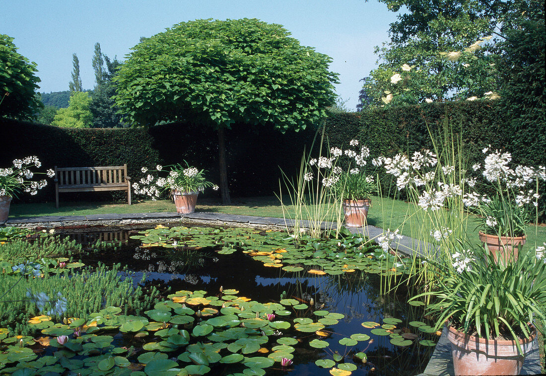 Teich mit Nymphaea (Seerosen), Hippuris (Tannenwedel), Kübel mit Agapanthus 'Alba' (Schmucklilien) in Terrakottatöpfen, Catalpa bignonioides Nana - Kugel-Trompetenbaum und Bank vor Hecke