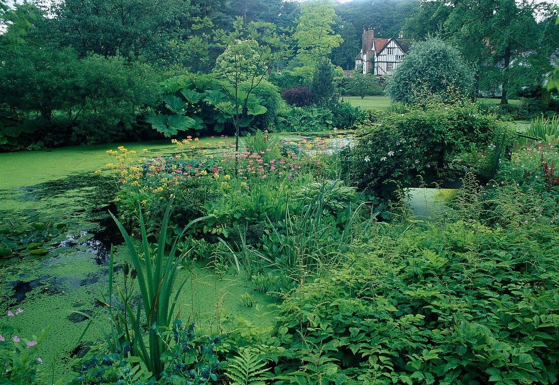 View over ponds to country house, Primula florindae (summer primroses), Gunnera manicata (redwood leaf) as bank planting