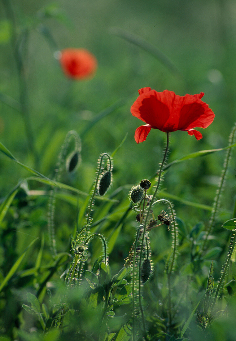 Papaver rhoeas (corn poppy) flower and buds