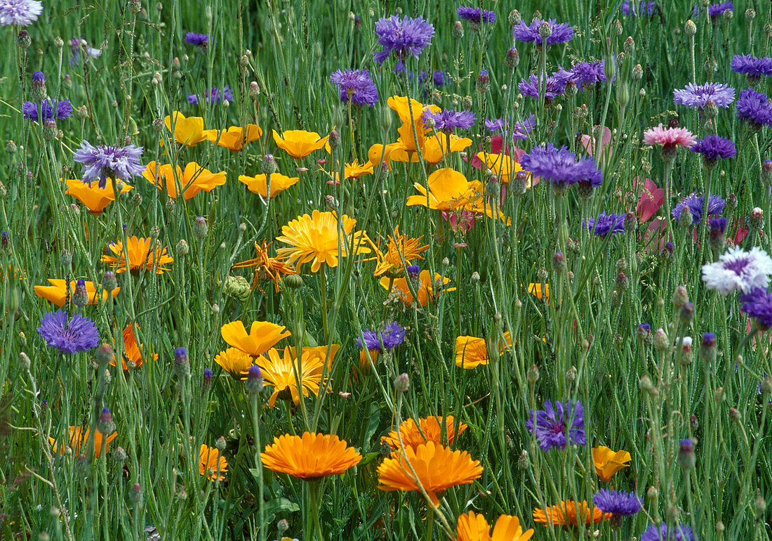 Summer flower meadow: Calendula (marigolds), Centaurea cyanus (cornflowers), Eschscholzia (gold poppies)