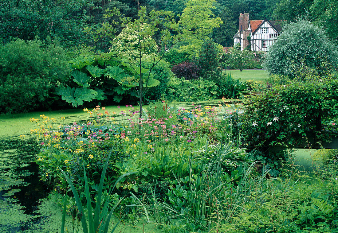 View over ponds to country house, Primula florindae (summer primroses), Gunnera manicata (redwood leaf) as bank planting