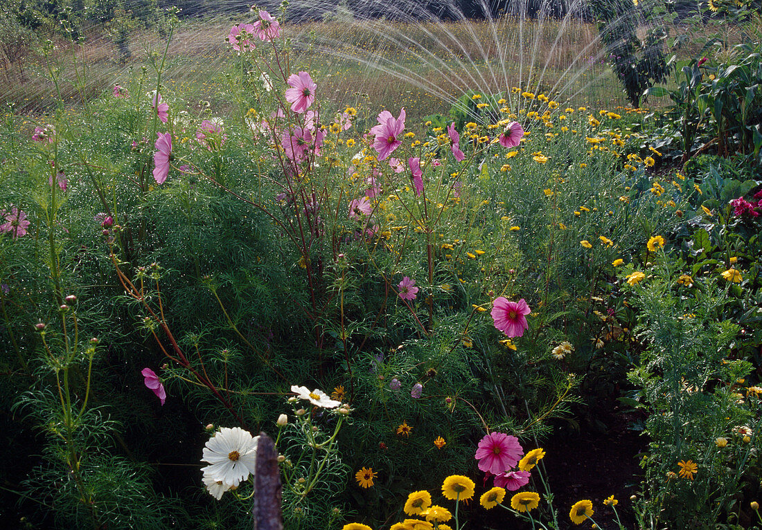 Garten beregnen mit Gartensprenger, Beet mit Anthemis (Färberkamille), Cosmos (Schmuckkörbchen)