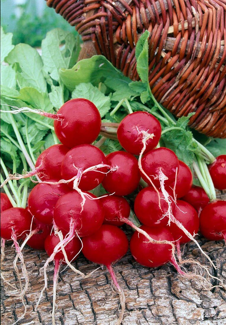 Freshly harvested and washed radishes