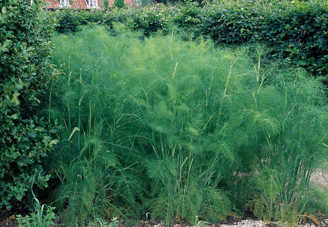 Spicy fennel (Foeniculum) in the herb garden