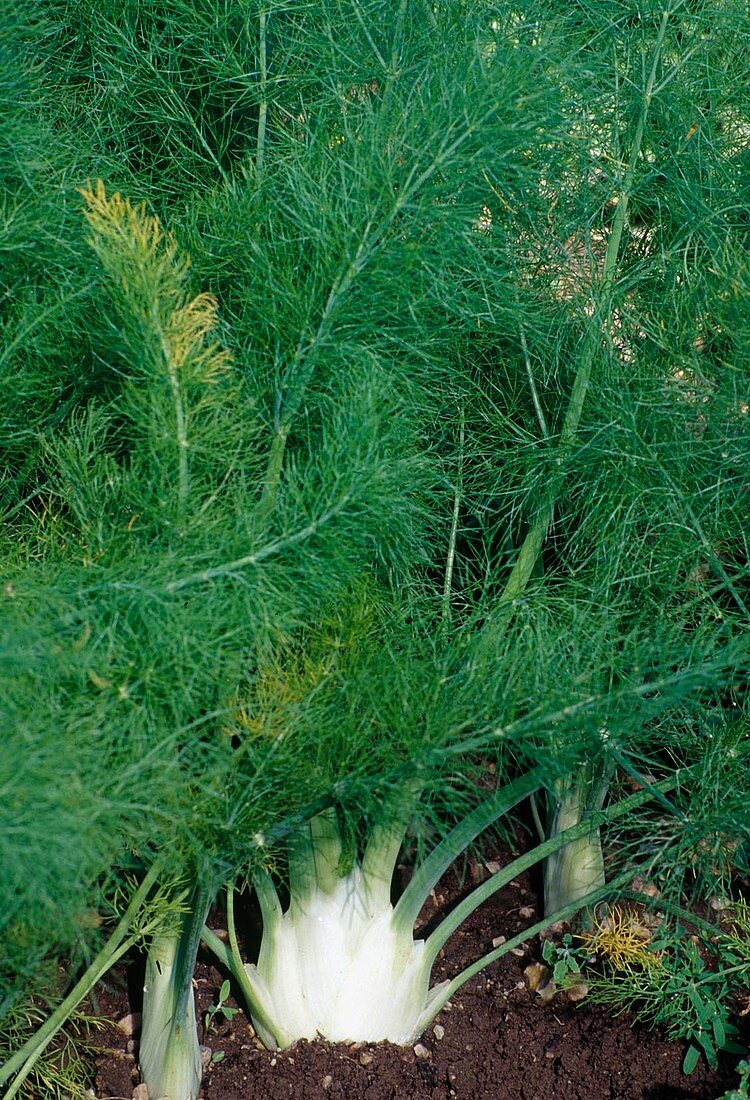 Fennel (Foeniculum) in the bed