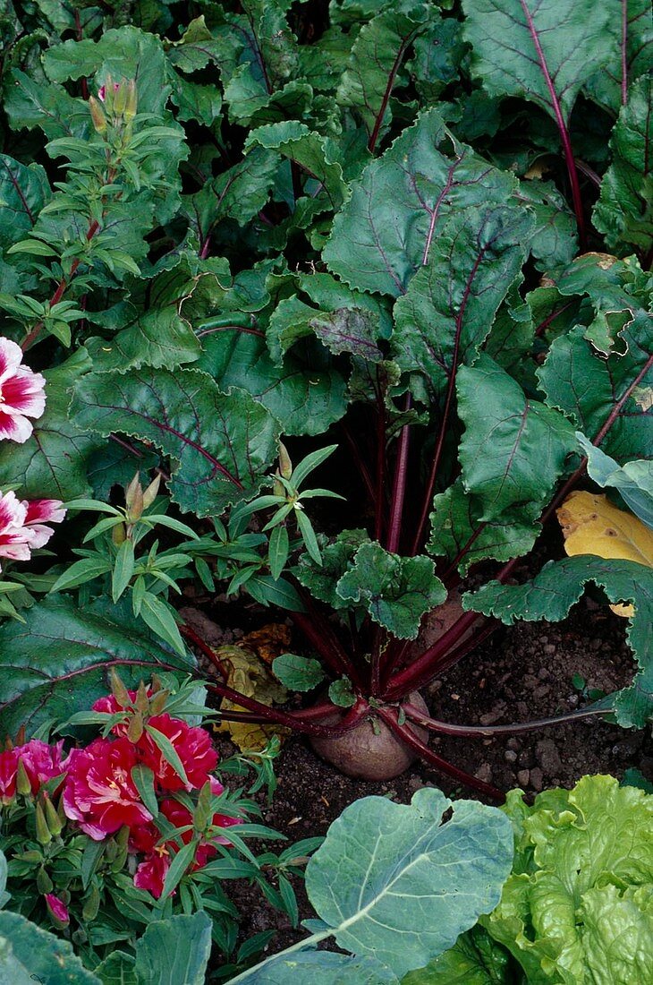 Beetroot (Beta vulgaris)