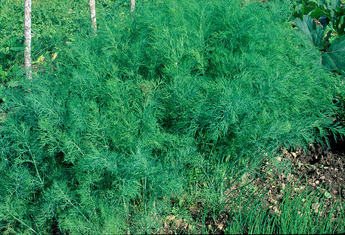 Dill (Anethum graveolens) in the herb bed