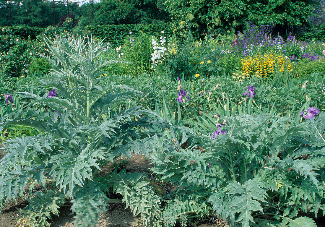 Garten mit Artischocken (Cynara scolymus) und Cardy