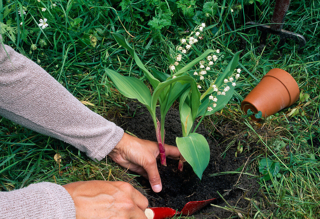 Convallaria - planting