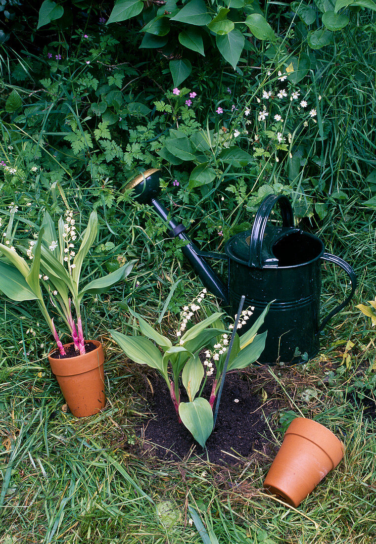 Planting Convallaria