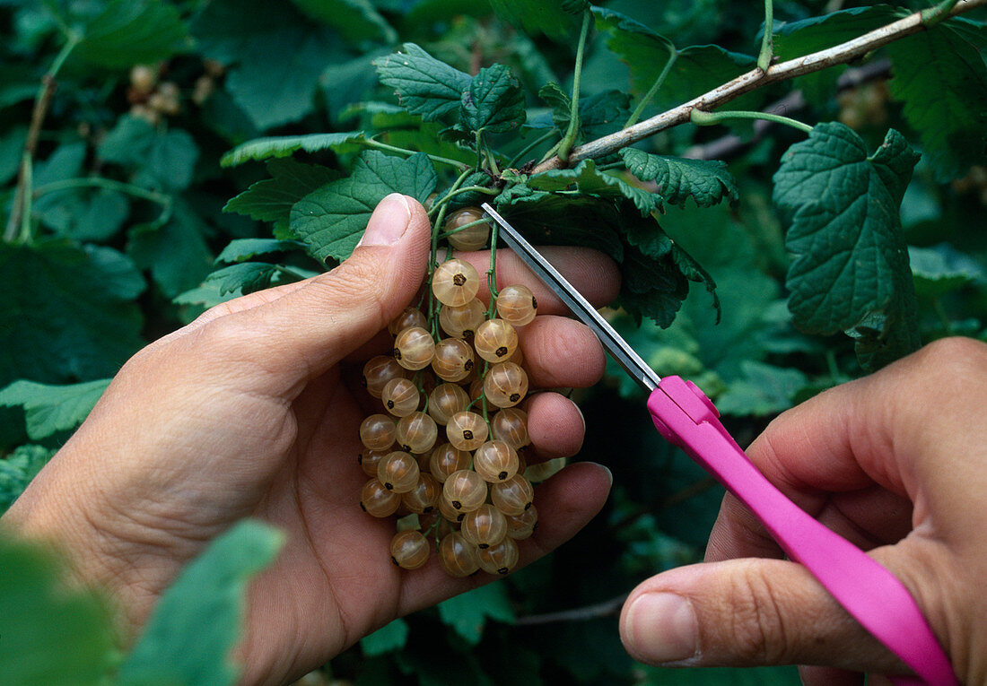 weiße Johannisbeeren 'weiße Versailler' (Ribes) ernten, ganze Rispen mit der Schere abschneiden