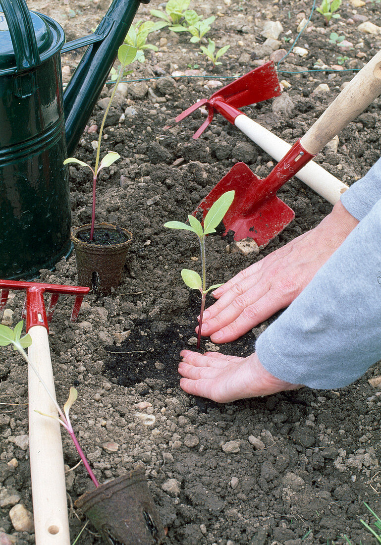 Planting Helianthus