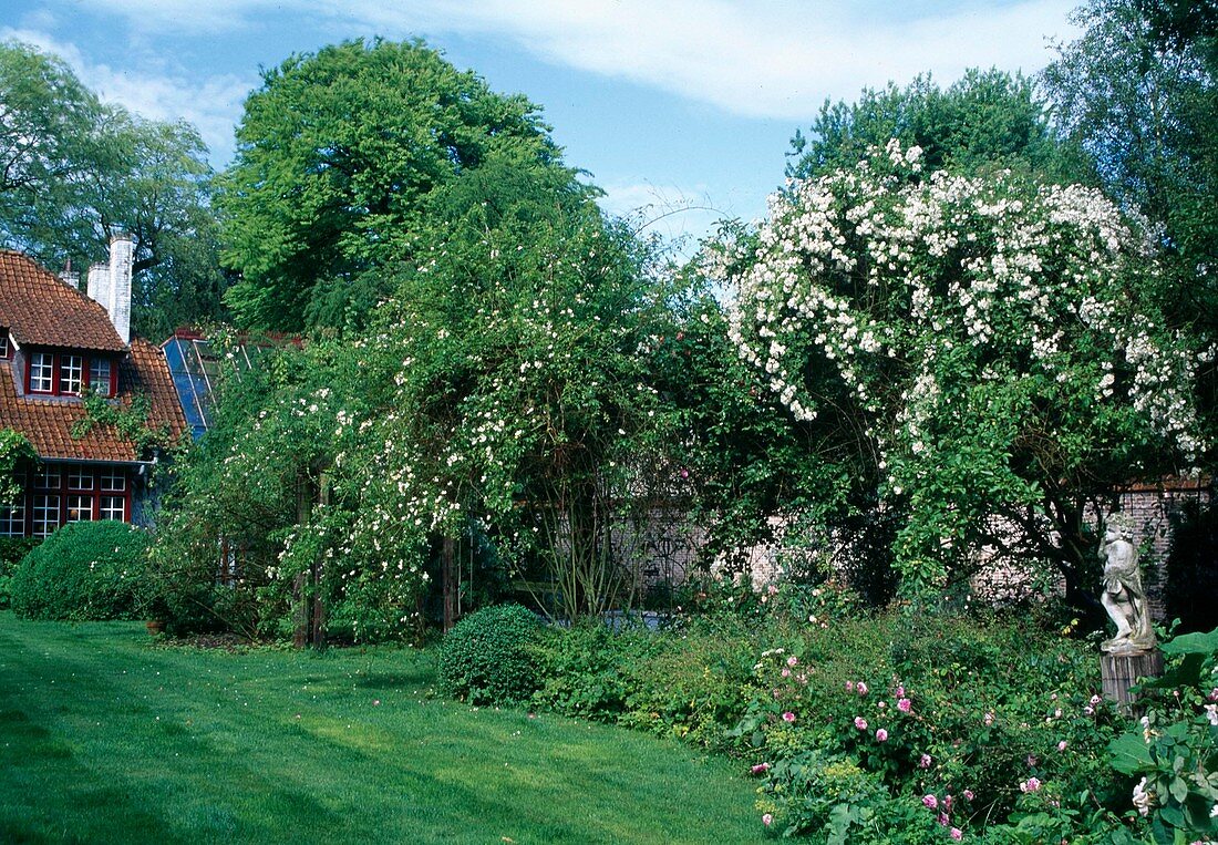 Landhausgarten im Frühsommer mit Rosa (Rosen) und Stauden, Putte auf Säule im Beet