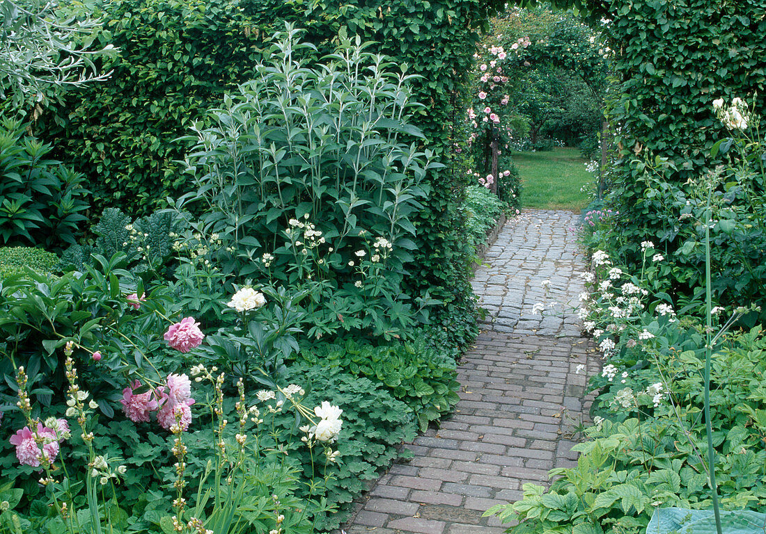 Paved path between perennial beds with Paeonia (peony), hedge and rose arch with Rosa (climbing rose) as passage to other garden spaces