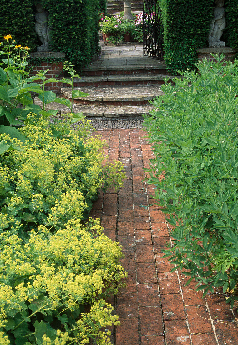 Alchemilla mollis (Lady's mantle) on path made of clinker paving, stairs, open gate as passageway