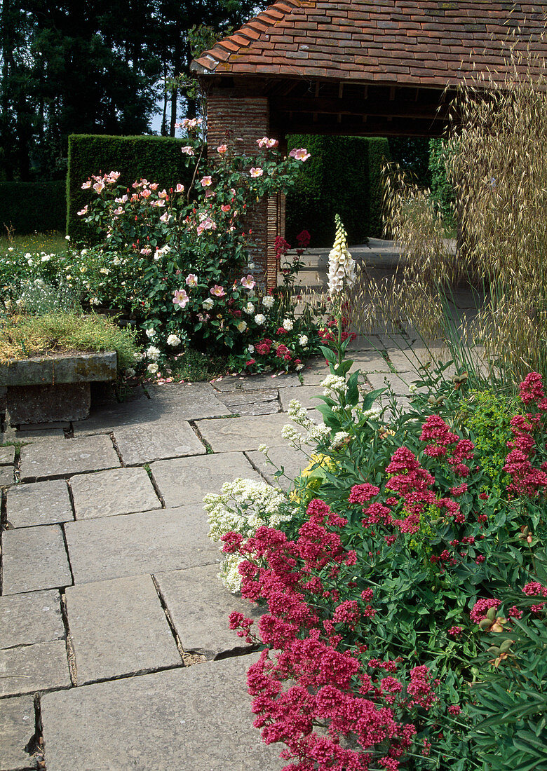 Paved path, Rosa (climbing rose) by the open pavilion, Centranthus (spur flower), Digitalis (foxglove)