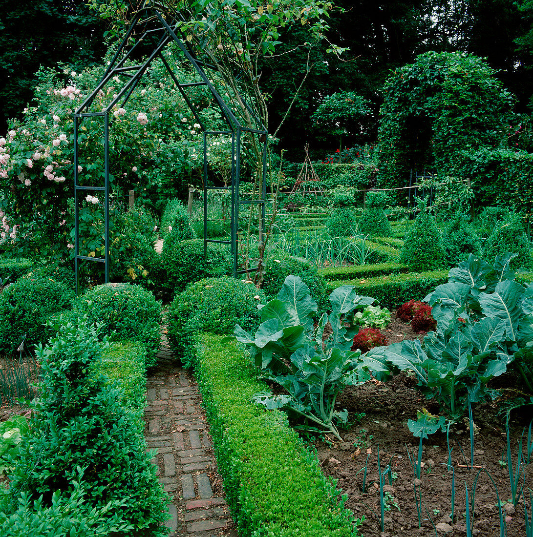 Formal cottage garden - vegetable beds with buxus (box) - cones, spheres, hedges as borders, pinks (roses, climbing roses), broccoli (brassica), salads