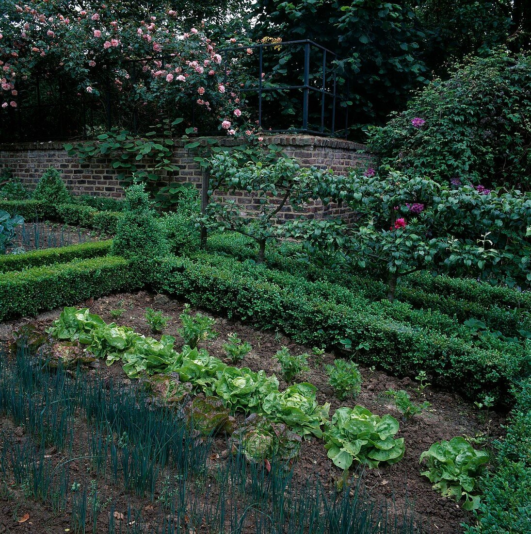 Bauerngarten mit Gemüsebeet, Buchshecken, Apfelbäumen und Kletterrosen an Mauer