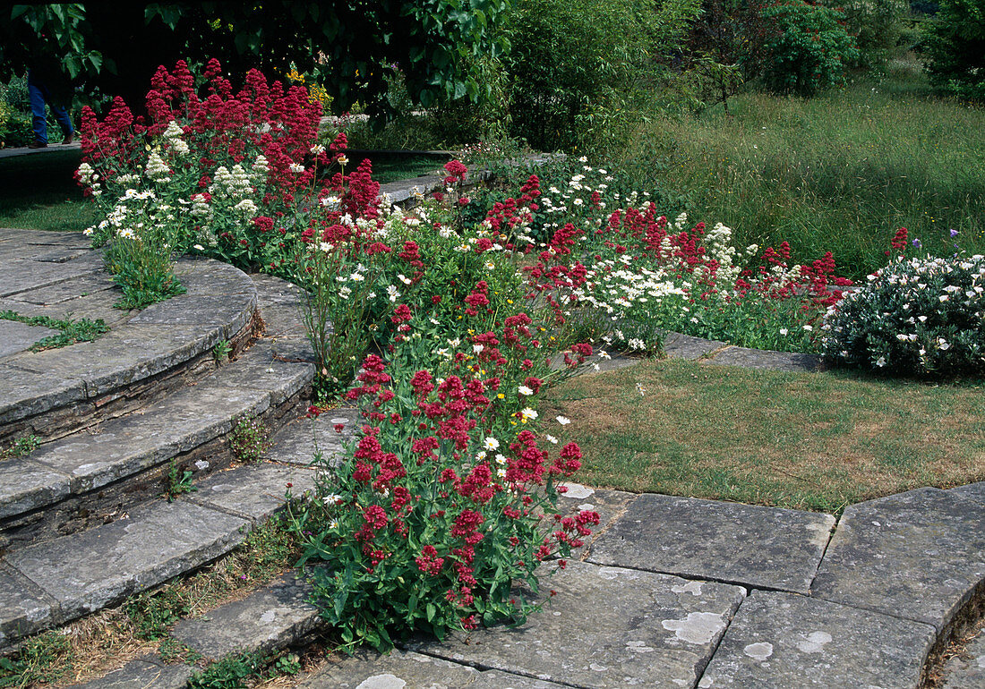 Centranthus ruber (Spornblumen) wild in Plattenfugen aufgegangen