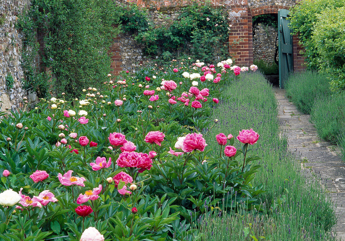 Paeonia (Peony), Lavandula (Lavender)