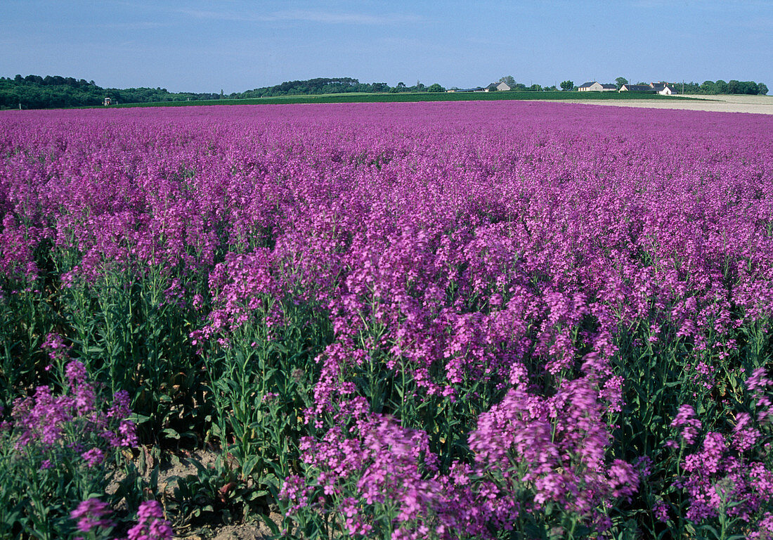 Hesperis matronalis