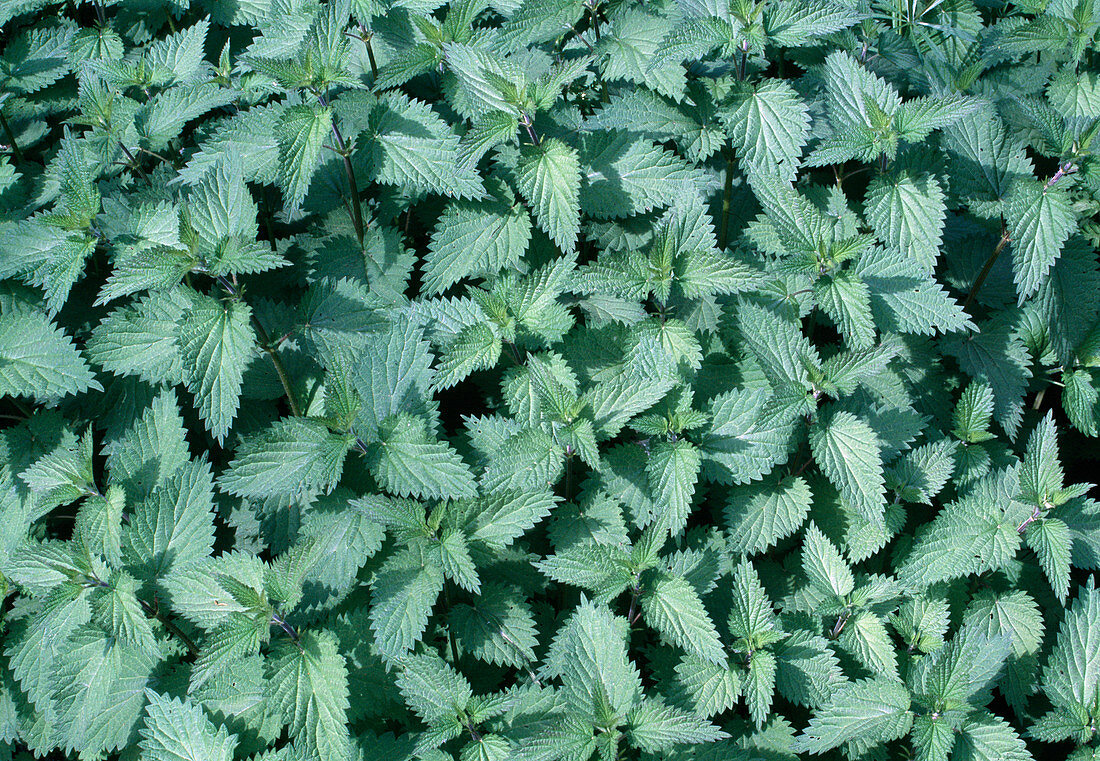 Great nettle (Urtica dioica)