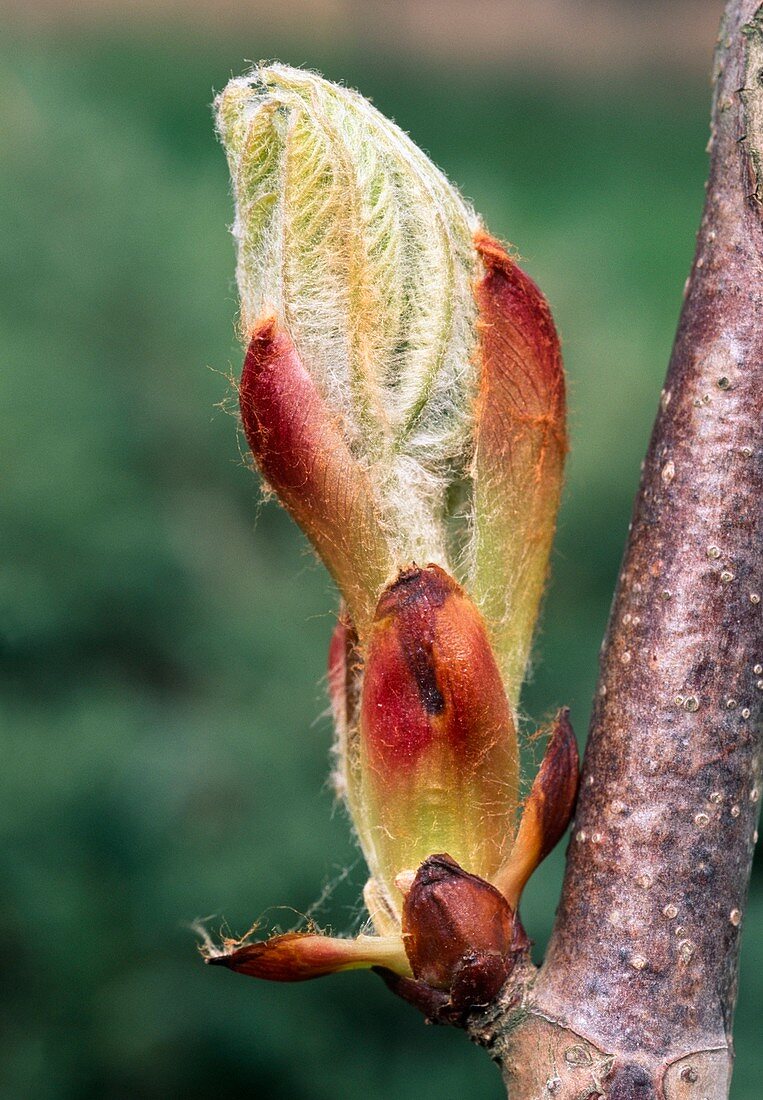 Frischer Austrieb in Frühling: Gemeine Rosskastanie (Aesculus hippocastanum)