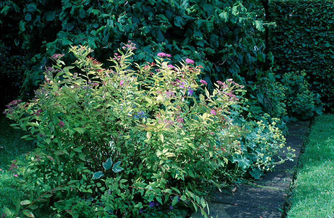 Spiraea japonica