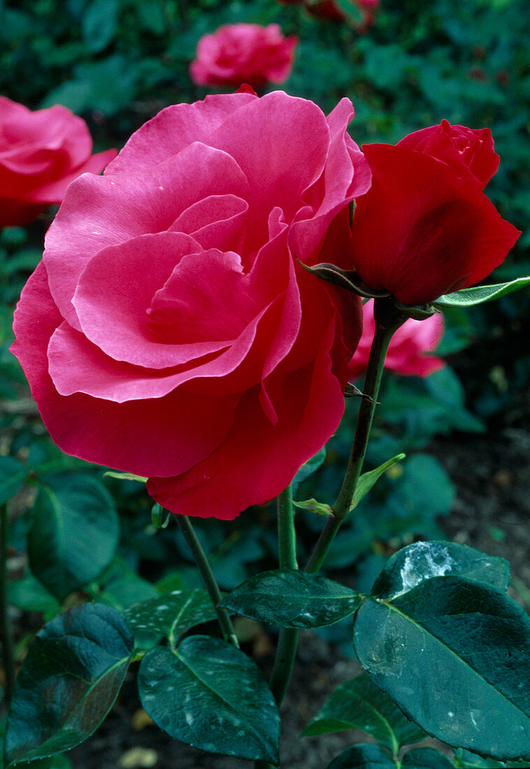 Rosa 'Crepe de Chine' (Teehybride), öfterblühend mit starkem Duft