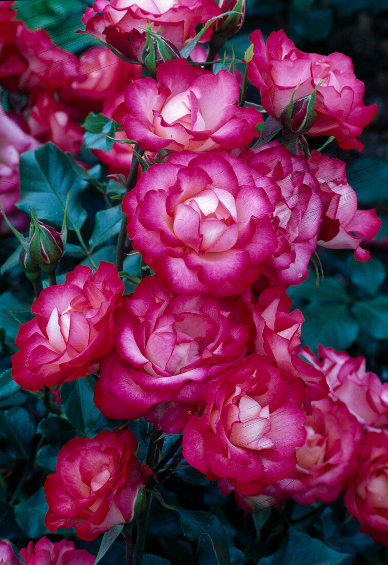 Rosa 'Regine Crespin' (Floribundarose), öfterblühend, rot mit weiss